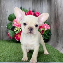 French Bulldog Puppy Penny