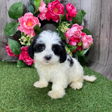 Havanese Puppy Liam