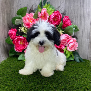 Havanese Puppy Liam