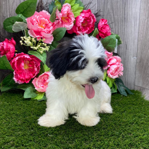 Havanese Puppy Liam
