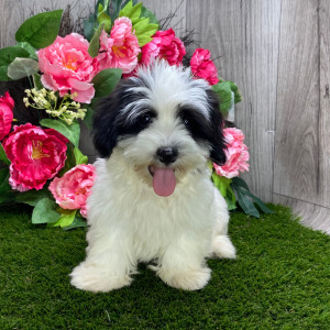 Havanese Puppy Liam