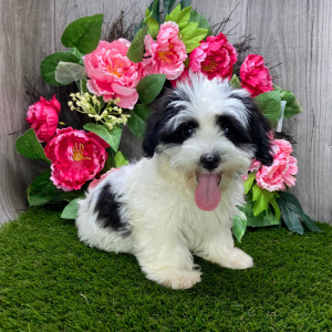 Havanese Puppy Liam
