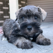Miniature Schnauzer Puppy Ellie