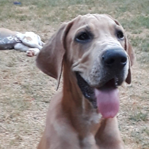 Great Dane Puppy Grace