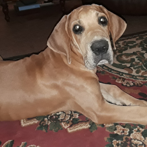 Great Dane Puppy Grace