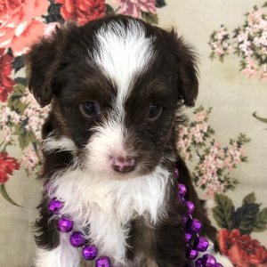 Aussiedoodle Puppy Tammy