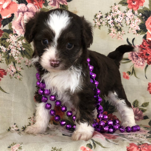 Aussiedoodle Puppy Tammy