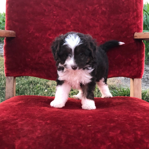 Aussiedoodle Puppy Tammy