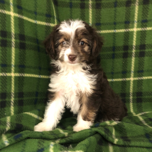 Aussiedoodle Puppy Tammy