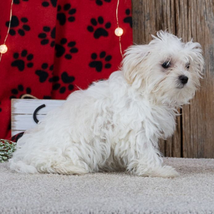 Maltese Puppy Starlight