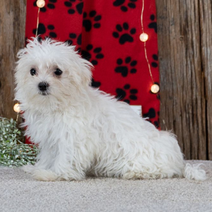 Maltese Puppy Starlight