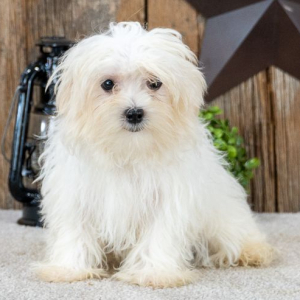 Maltese Puppy Starlight