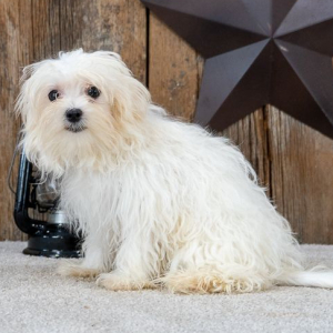 Maltese Puppy Starlight