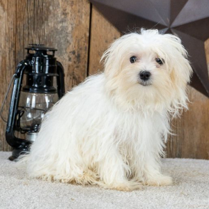 Maltese Puppy Starlight