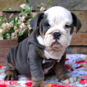 Bulldog Puppy Chase