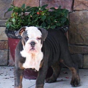 Bulldog Puppy Chase