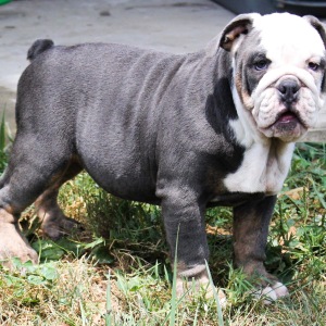 Bulldog Puppy Chase