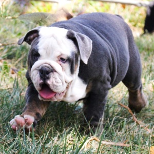 Bulldog Puppy Chase