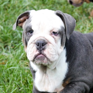 Bulldog Puppy Chase