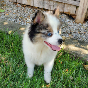 Pomsky Puppy Emerald