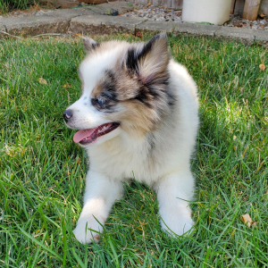 Pomsky Puppy Emerald