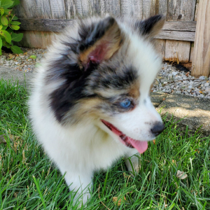 Pomsky Puppy Emerald