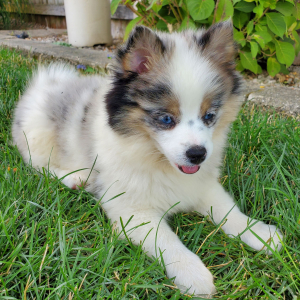 Pomsky Puppy Emerald