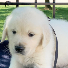 Golden Retriever Puppy Indy