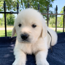 Golden Retriever Puppy Indy