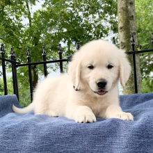 Golden Retriever Puppy Indy