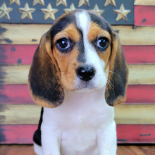 Beagle Puppy Sophy