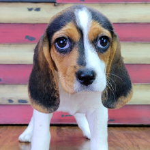 Beagle Puppy Sophy