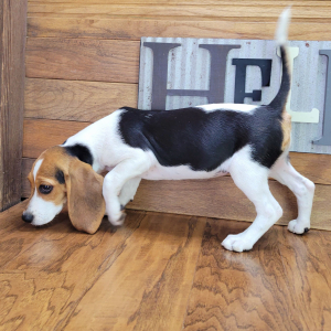 Beagle Puppy Sophy