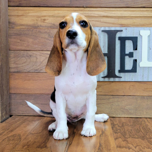 Beagle Puppy Sophy