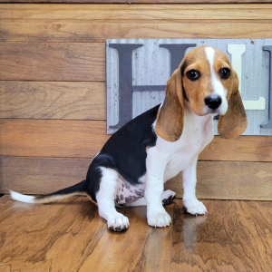 Beagle Puppy Sophy