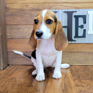 Beagle Puppy Sophy