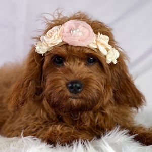 Cavapoo Puppy Fiesta