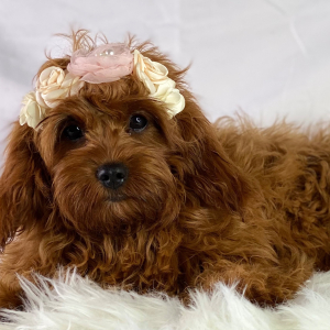 Cavapoo Puppy Fiesta