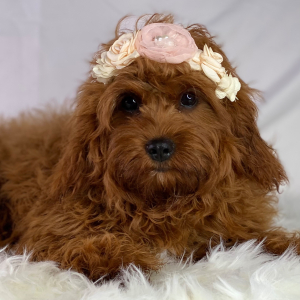 Cavapoo Puppy Fiesta