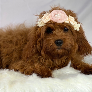 Cavapoo Puppy Fiesta