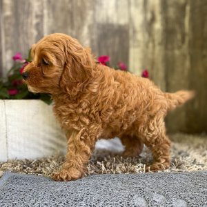 Cockapoo Puppy Gina