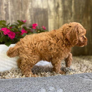 Cockapoo Puppy Gina