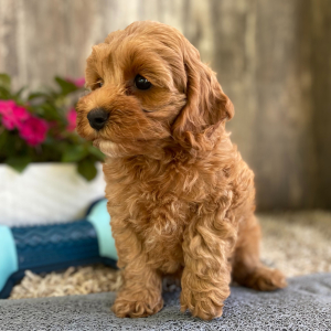 Cockapoo Puppy Gina