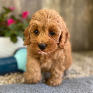 Cockapoo Puppy Gina