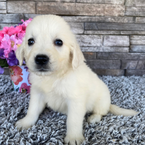 Golden Retriever Puppy Laban