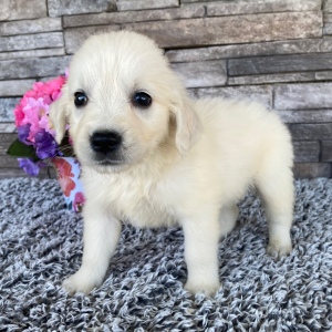 Golden Retriever Puppy Laban