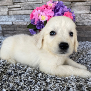 Golden Retriever Puppy Laban