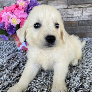 Golden Retriever Puppy Laban