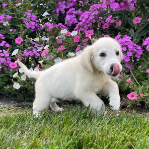 Golden Retriever Puppy Laban