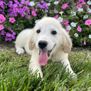 Golden Retriever Puppy Laban